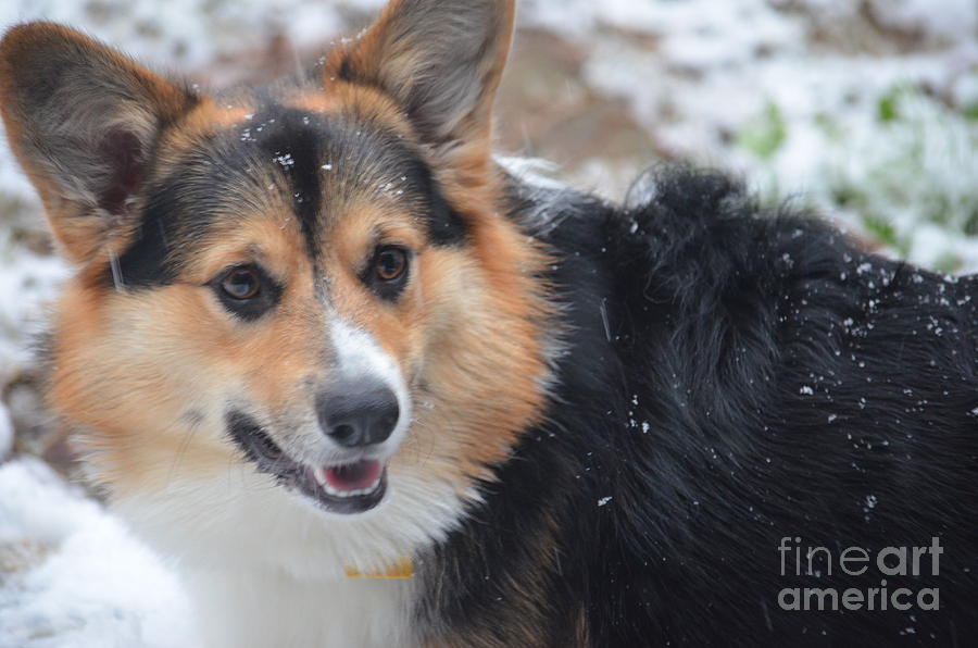 Kippers Snow Day Photograph by Maria Urso