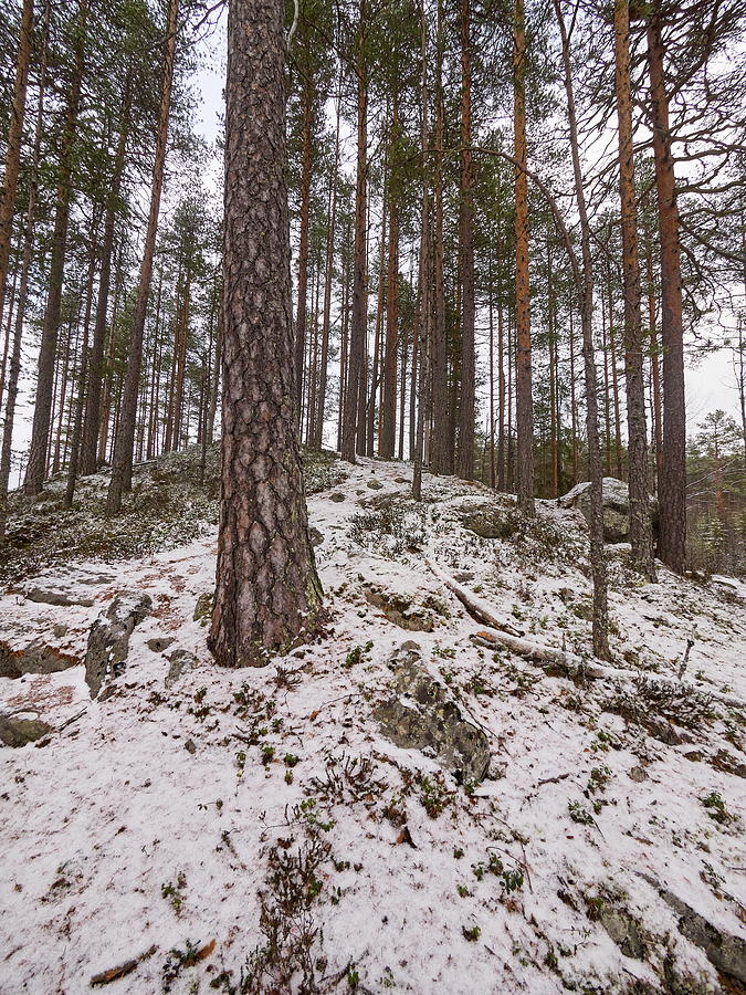 Kirkaslampi forest Photograph by Jouko Lehto