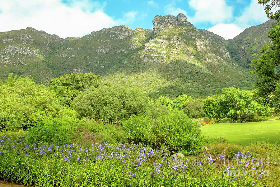 Kirstenbosch Garden Soth Africa Photograph by Benny Marty - Fine Art ...