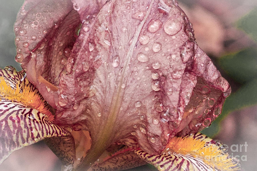 Iris Photograph - Kiss Me In The Rain by ArtissiMo Photography