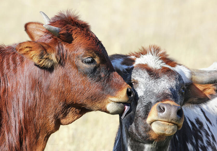 Kiss Mom Texas Longhorn Calf Photograph by Jennie Marie Schell