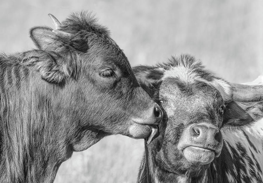 Kiss Mom Texas Longhorn Calf Monochrome Photograph by Jennie Marie Schell