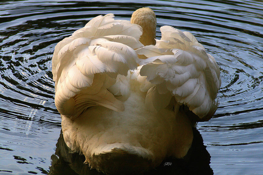 Swan Photograph - Kiss My Tail Feathers by Jason Blalock