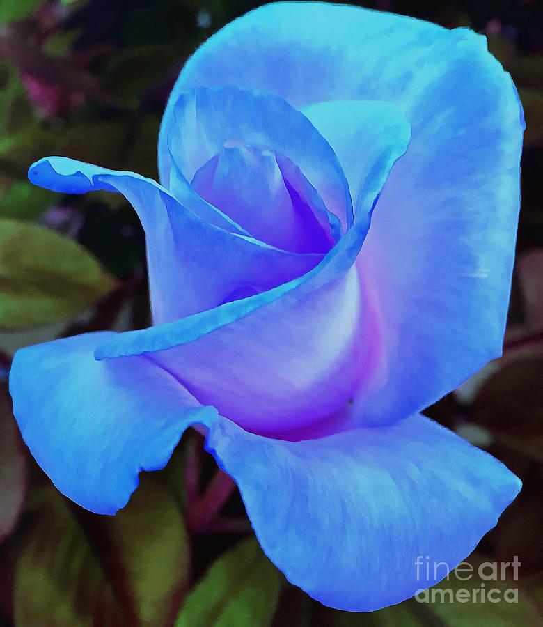 Rose Photograph - Kiss Of Blue by Krissy Katsimbras