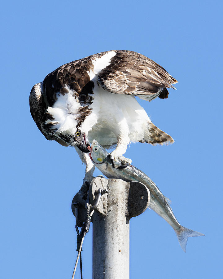Kiss of Death -- Osprey Eating a Jacksmelt in Morro Bay, California Photograph by Darin Volpe