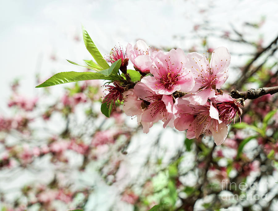 Spring Photograph - Kiss of spring by Kira Yan