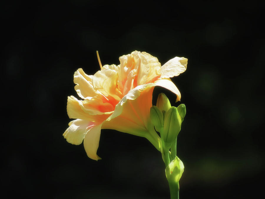 Kiss The Sun - Daylily Photograph by MTBobbins Photography
