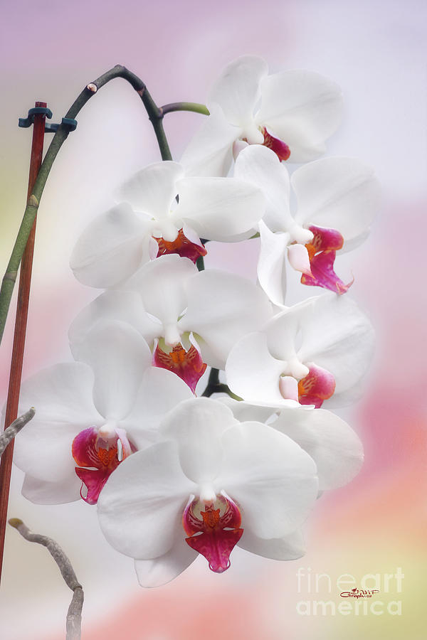 Orchid Photograph - Kissed by a Dream by Jutta Maria Pusl
