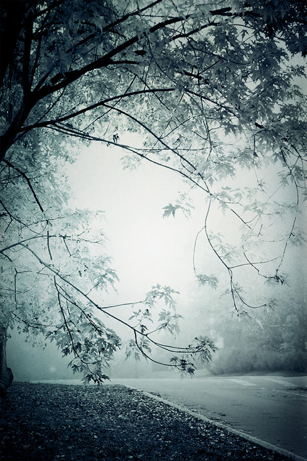 Kissed by Mist Photograph by Maggie Terlecki