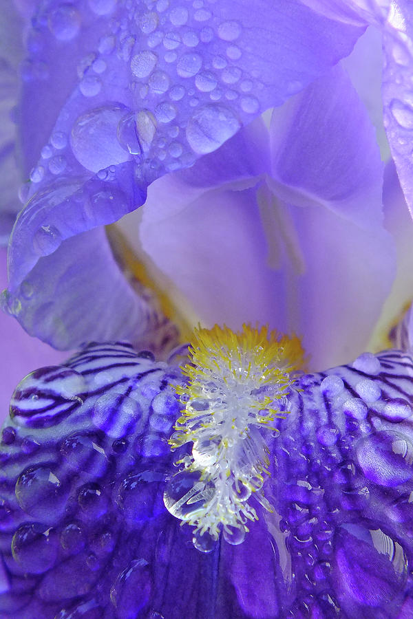 Iris Photograph - Kissed by Rain by Bill Morgenstern