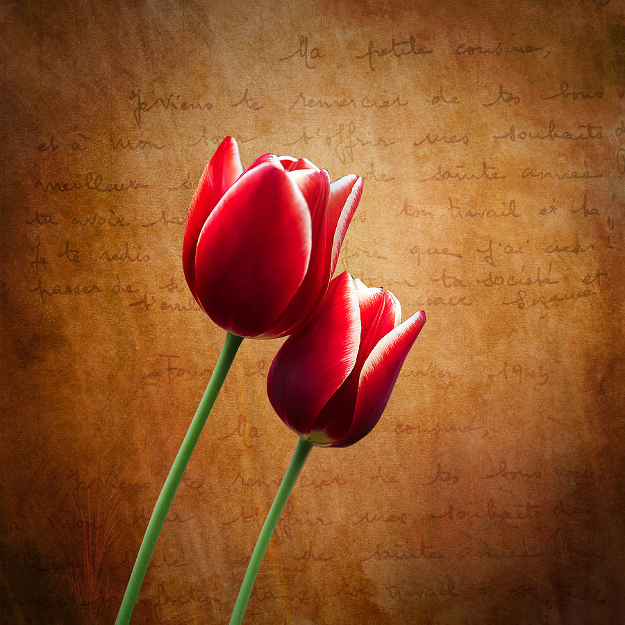 Tulip Photograph - Kissed By The Light by Ian Barber
