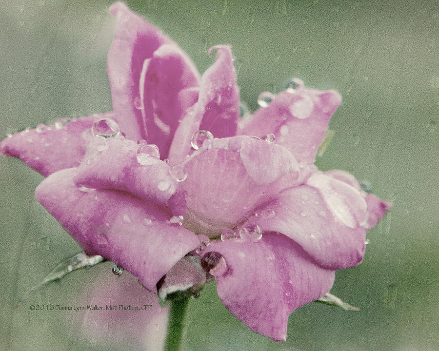 Kissed by the Rain Photograph by Dianna Lynn Walker