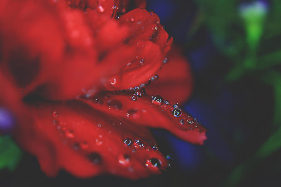 Flower Photograph - Kisses in the Rain by Laurie Search