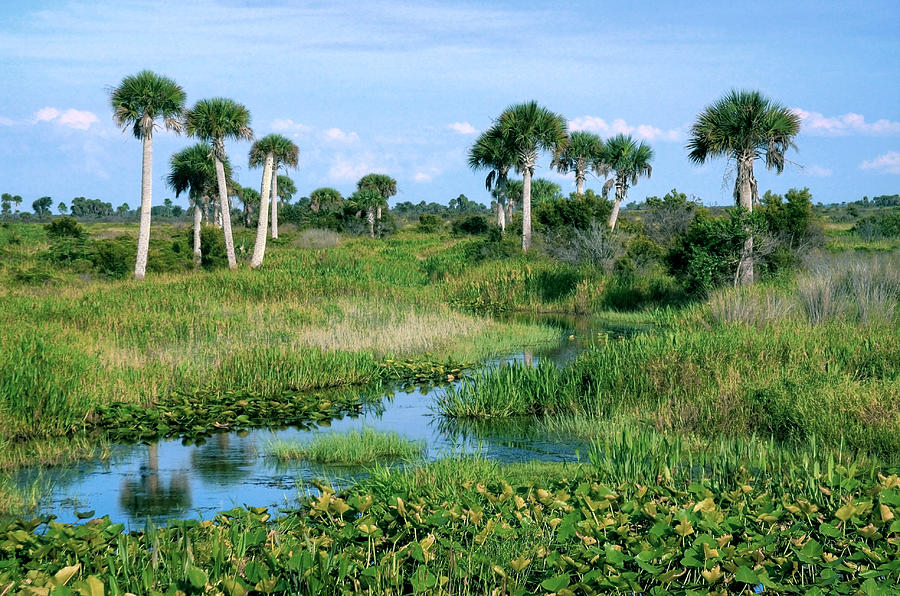 Kissimmee Prairie Florida Photograph by John Rowe - Fine Art America