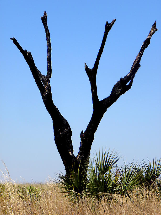  Kissimmee Prairie Lone Burned Tree  Photograph by Christopher Mercer