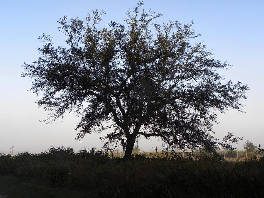Kissimmee Prairie Oak Tree  Photograph by Christopher Mercer