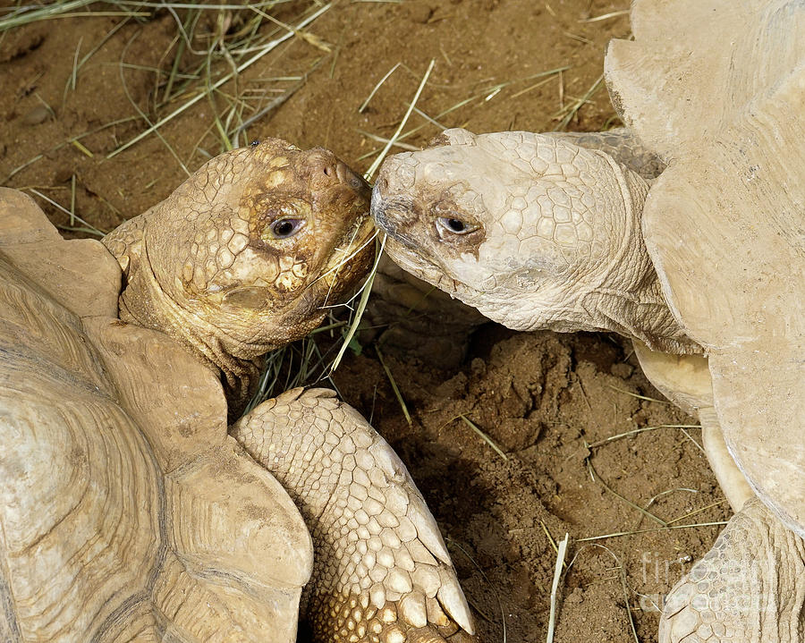 Kissing African Spurred Tortoises Photograph
