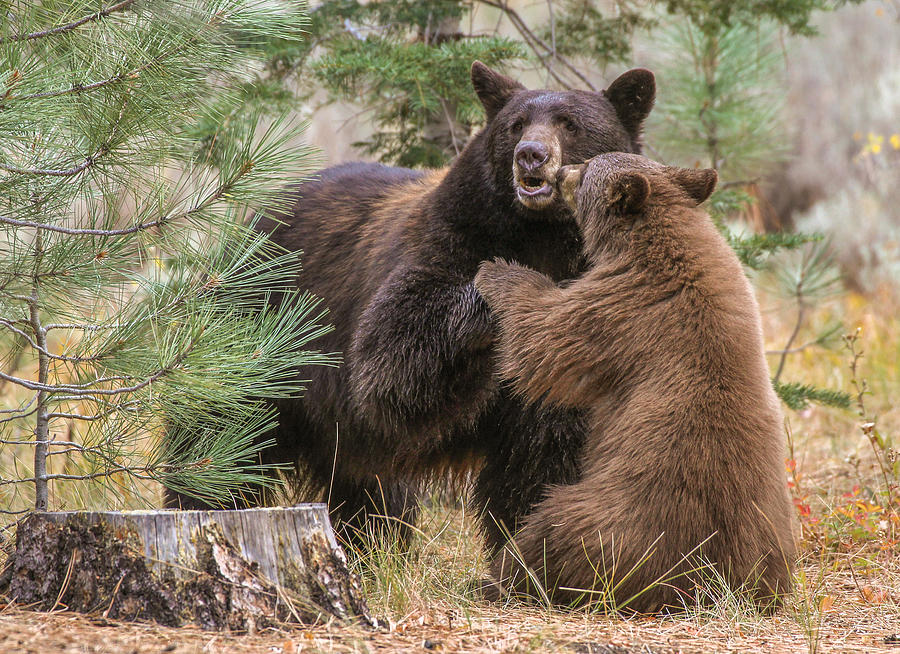 Kissing bears Photograph by John T Humphrey