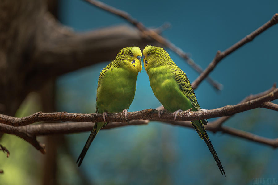 Kissing Birds- 2 Photograph by Calazone's Flics