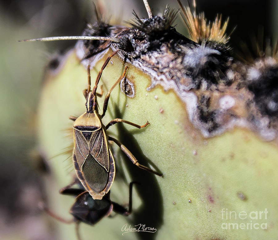 Kissing Bug Cactus Photograph by Adam Morsa