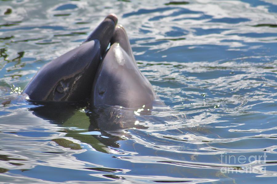 Dolphin Photograph - Kissing by Chuck Hicks