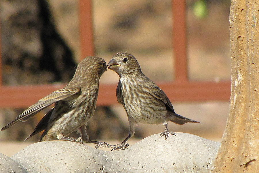 Bird Photograph - Kissing Cousins by Marilyn Barton