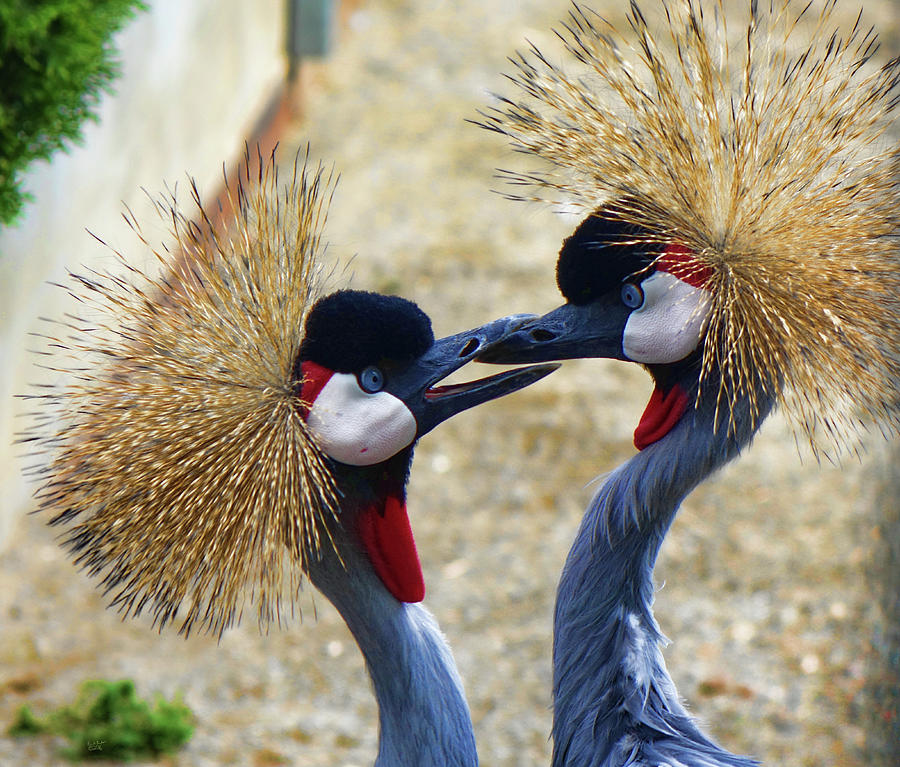 Kissing Cranes Photograph by Rick Lawler