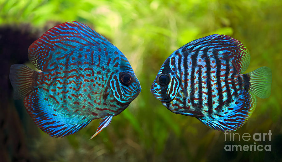 green discus fish