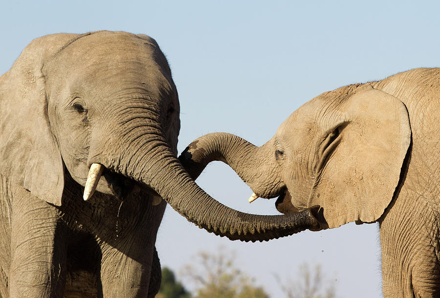 Kissing Elephants Photograph by Max Waugh