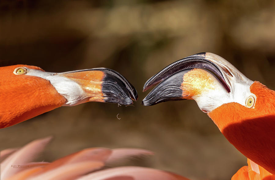 Kissing Flamingos Photograph by Judi Dressler