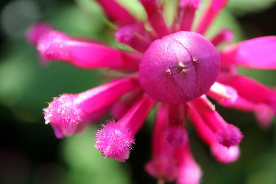 Kissing Flower Photograph by Lynne Guimond Sabean Fine Art America