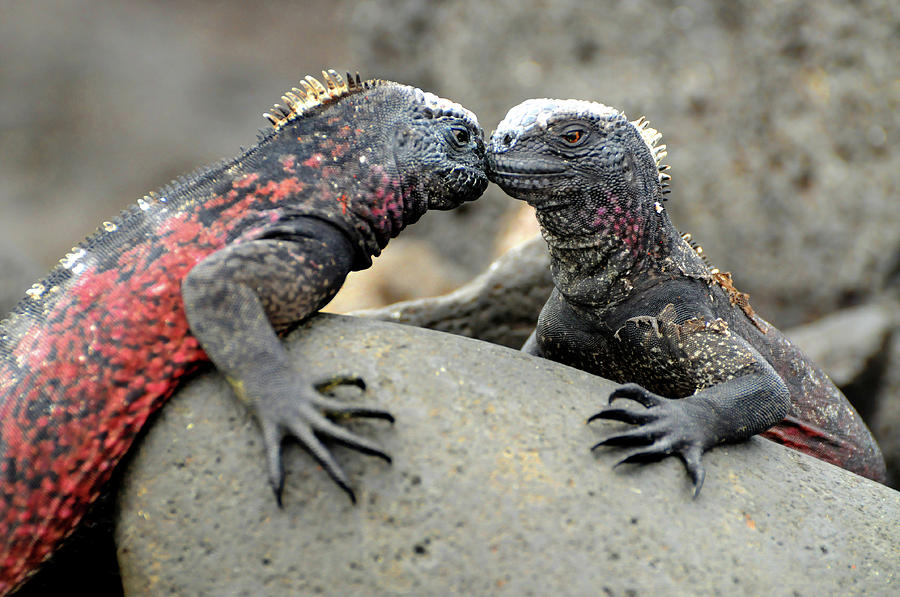 Kissing Iguanas Photograph by Ted Keller