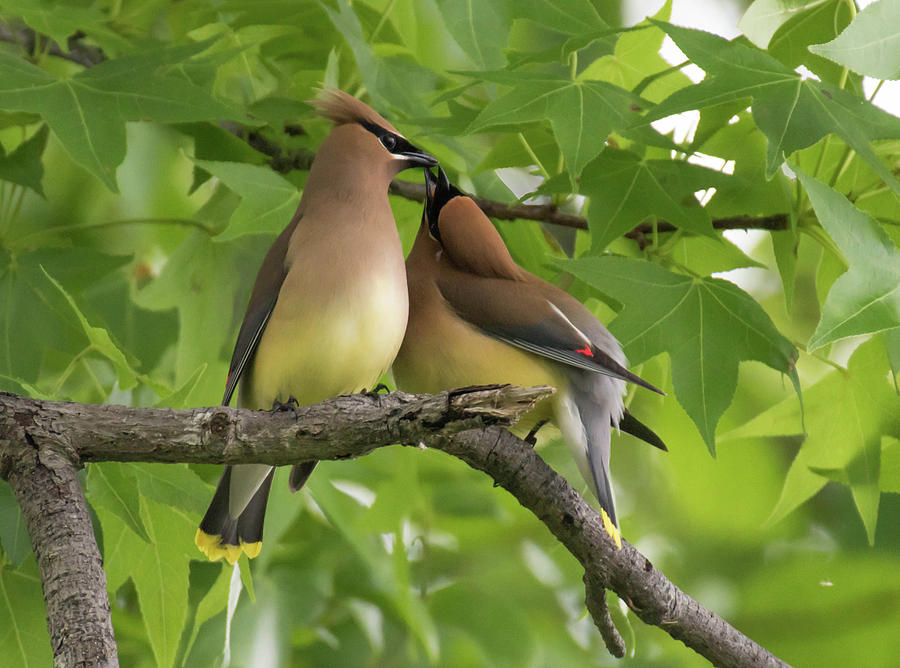 Kissing in a Tree Photograph by Jody Partin