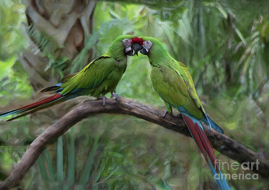 Kissing Macaws Photograph by Jeff Breiman