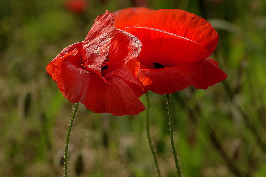 Kissing Poppies Photograph by Wolfgang Stocker