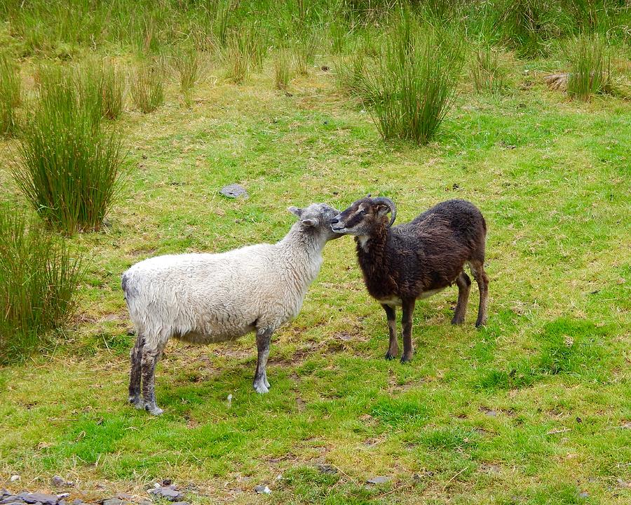 Kissing sheep Photograph by Sue Morris
