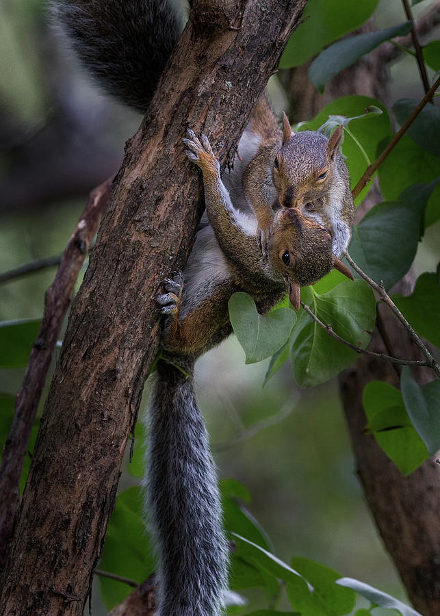Kissing Squirrels Photograph by Bill Wakeley