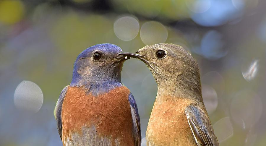 Bluebird Photograph - Kissy Face Closeup I by Linda Brody
