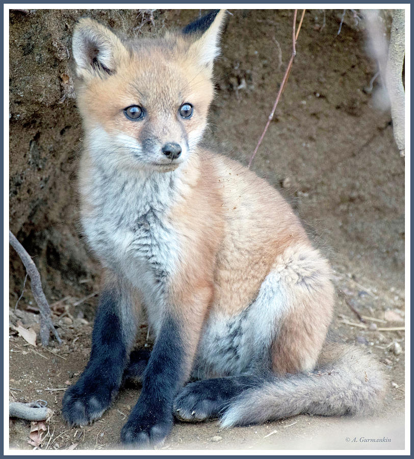 Kit Fox, Animal Portrait Photograph by A Macarthur Gurmankin