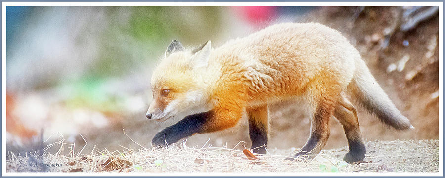 Kit Fox Explores Surroundings Photograph by A Macarthur Gurmankin