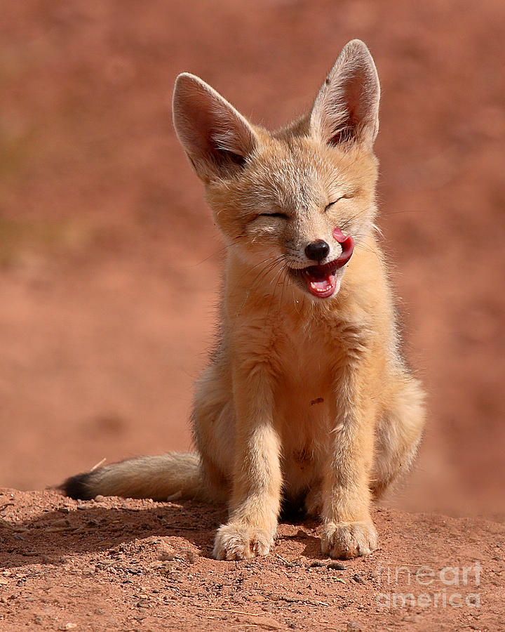 Kit Fox Pup Mid-lick Photograph by Max Allen