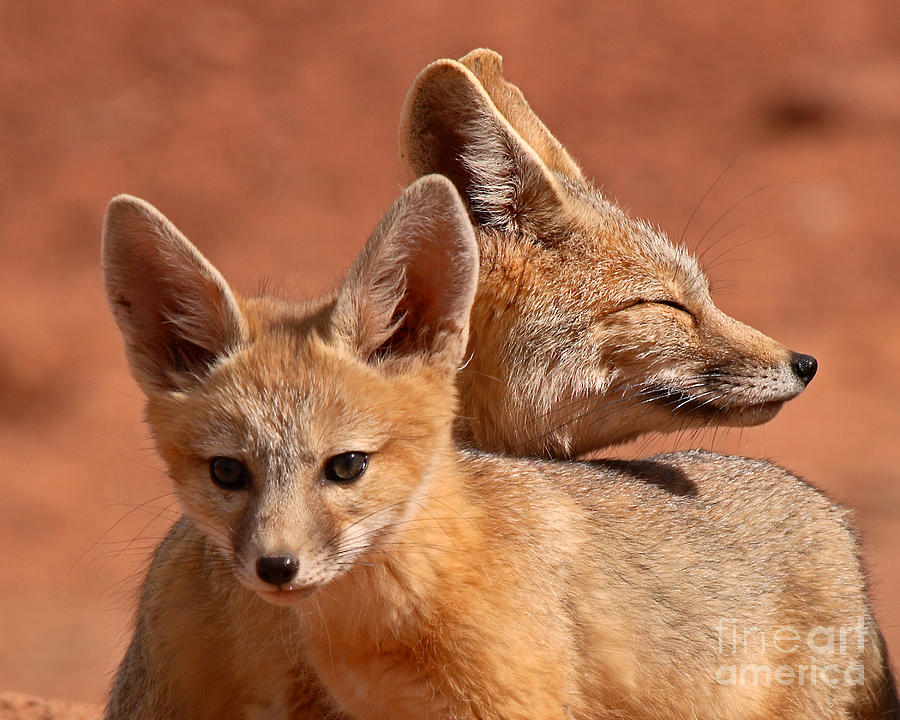 Kit Fox Pup Snuggling With Mother Photograph by Max Allen