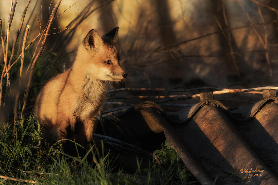 Kit fox sunset Photograph by Don Anderson