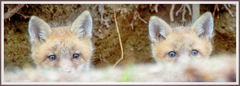 Kit Foxes Peek Out from Den Photograph by A Macarthur Gurmankin