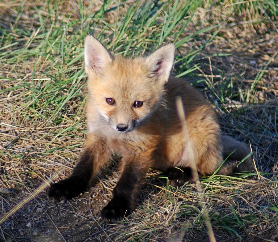 Kit Photograph by Lynn Lowder - Fine Art America