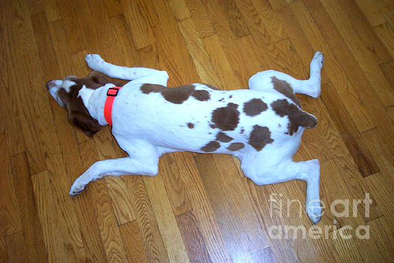 Dog Photograph - Kitchen Rug Impression by Linda Drown