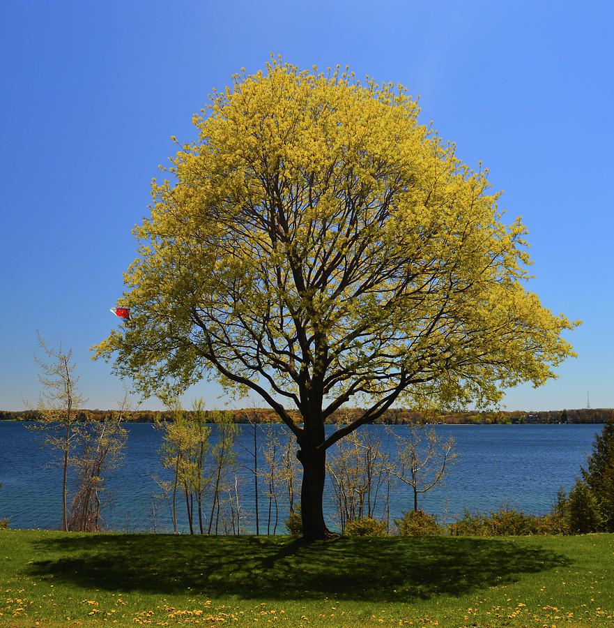 Kite Catching Tree  Photograph by Lyle Crump