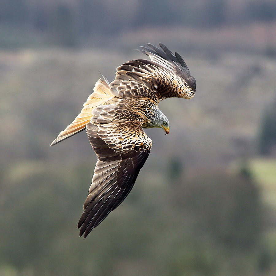 Kite soaring Photograph by Grant Glendinning