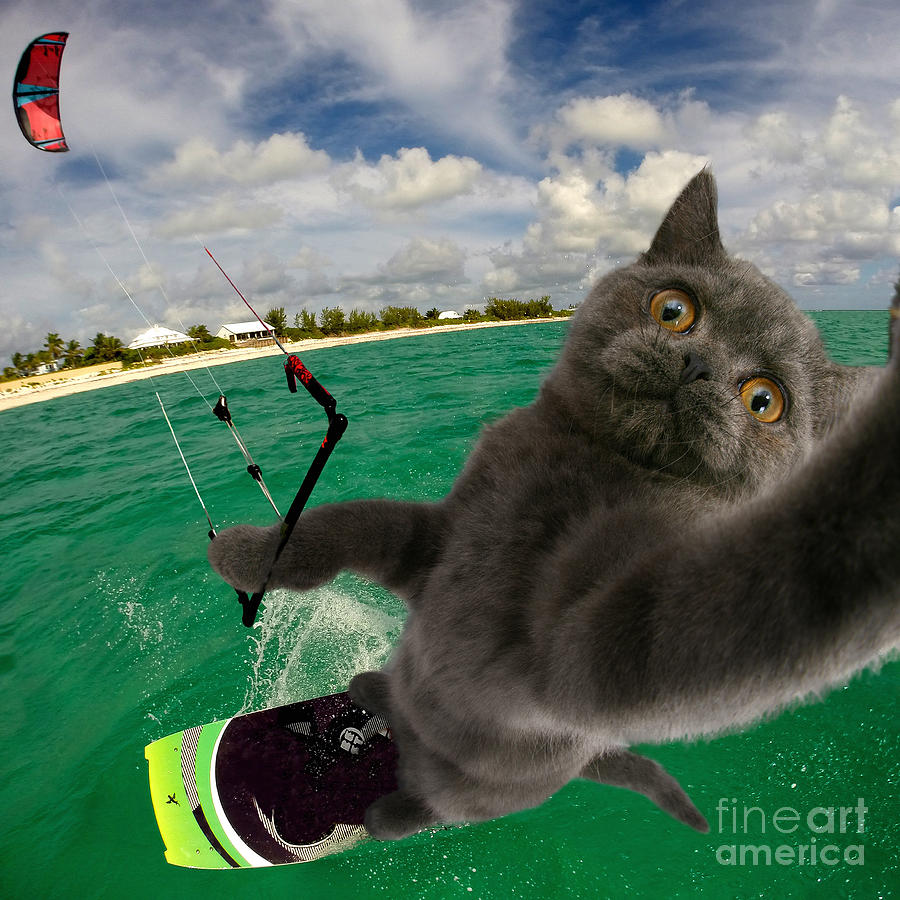 Kite Surfing Cat Selfie Photograph by Warren Photographic