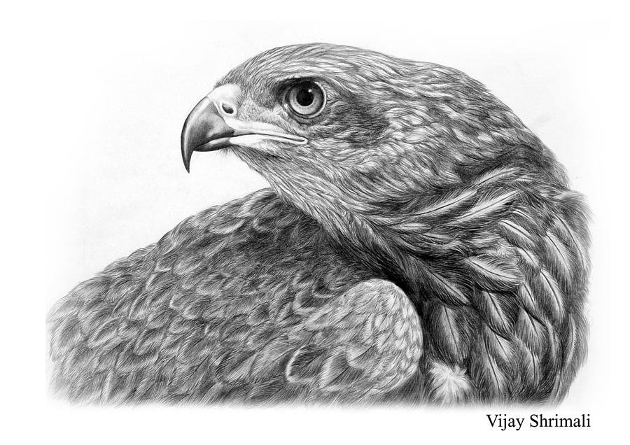 Red Kite British Birds Stock Vector (Royalty Free) 1139551841 | Shutterstock